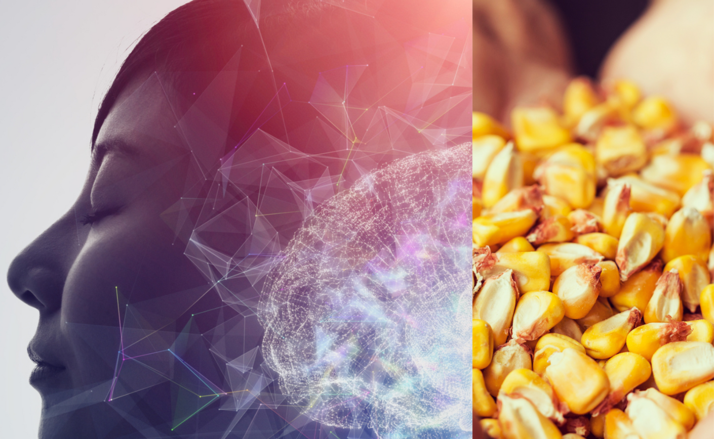 Maizinol: The Hidden Connection Between Corn and Better Quality Sleep