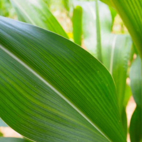 Image of Corn leaf (Maizinol)